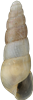 Subulina octona13,6 × 4,5 mm